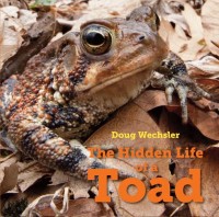 Omslagsbild: The hidden life of a toad av 
